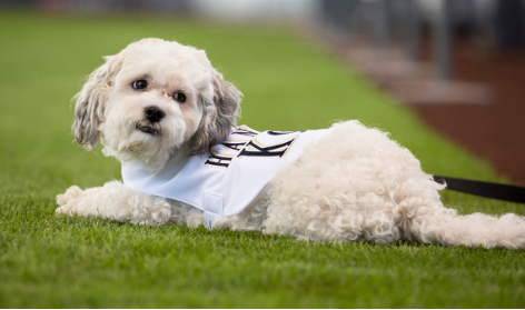 SAD NEWS: Just In, Milwaukee Brewers Mascot Sadly Passes Away After 10 Years of Service